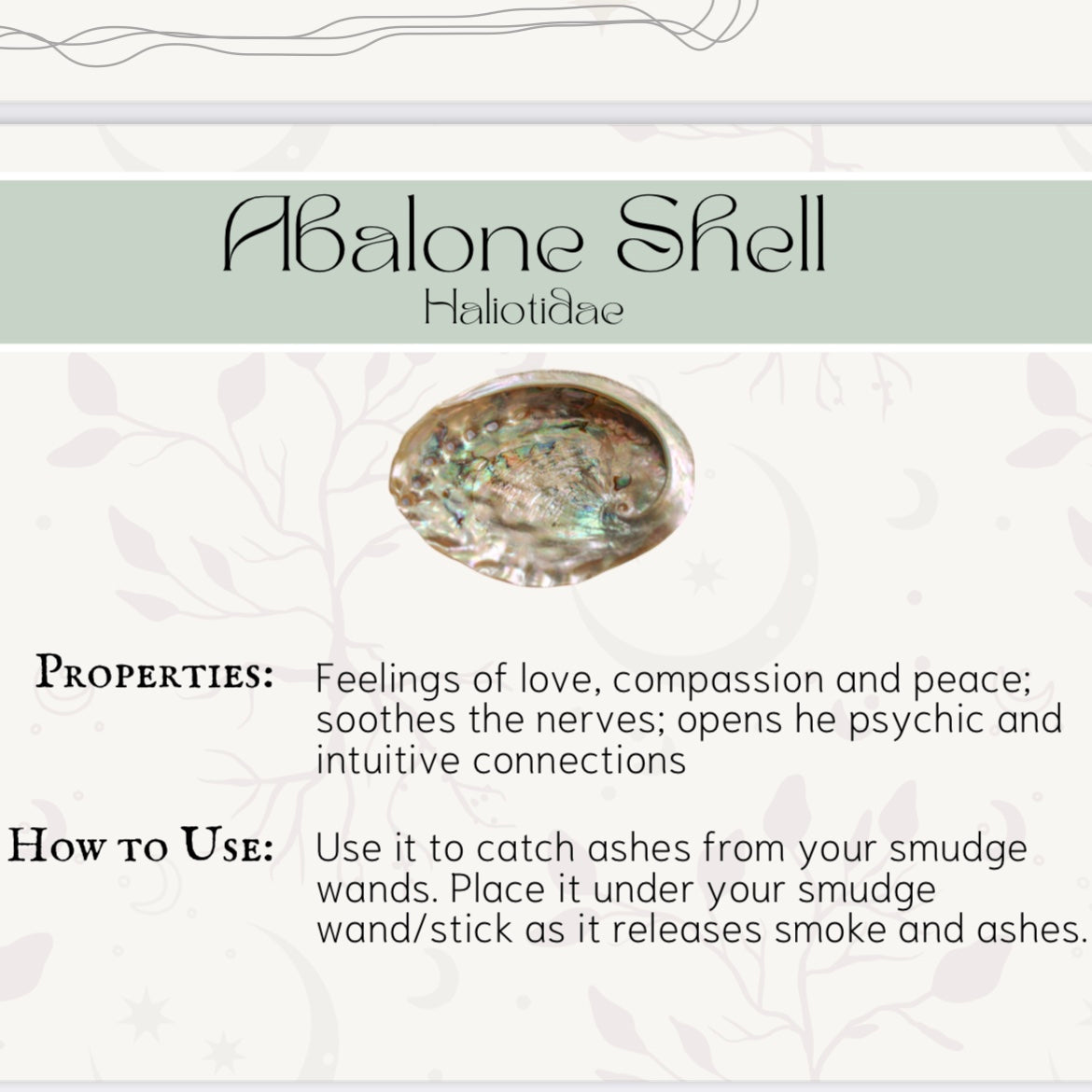 Green Abalone Shell|5-6inch|Love and Compassion